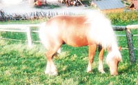 Ein Pferd namens Niki