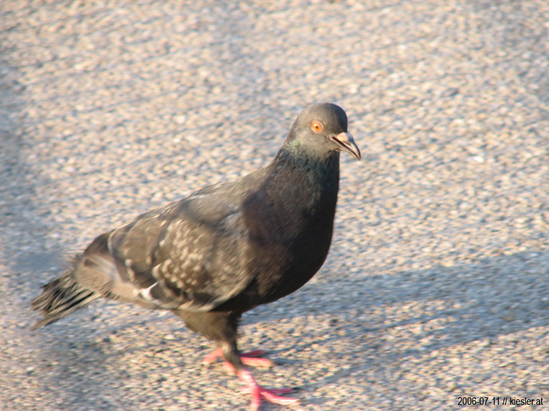 Pigeon 1