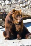brown bear 2