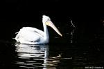 pelican 4