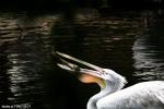 pelican 5