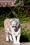 white tiger 3