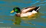 duck 2