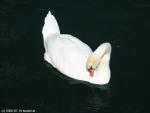 shy swan