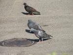 three grey doves