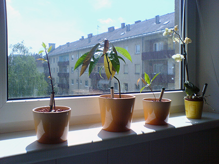 Avokado, Mango, Litschi