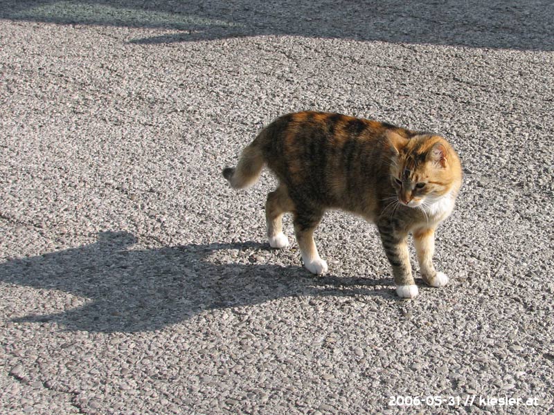 cat standing