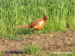 Pheasants 4