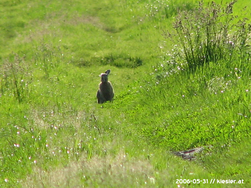 Rabbit on way