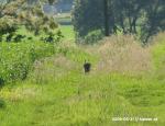 Rabbit running away