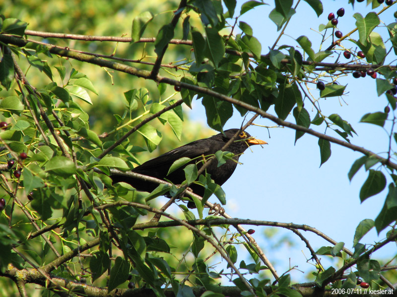 Blackbird