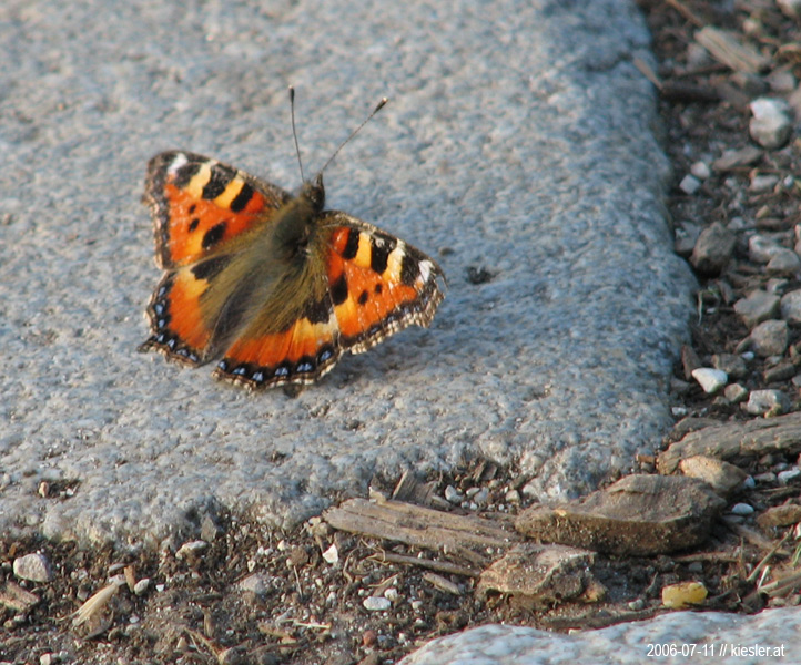 Butterfly