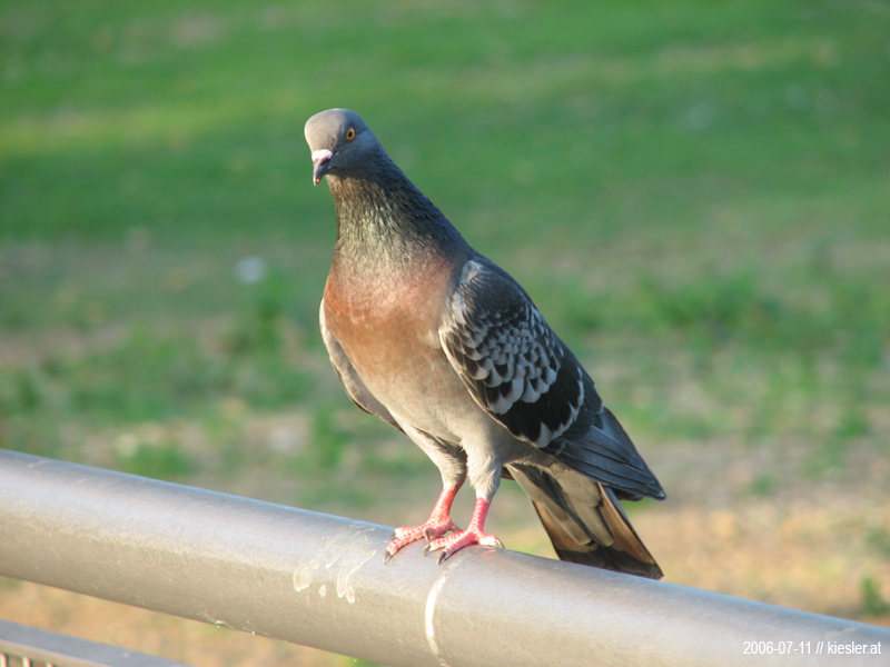 Pigeon 2