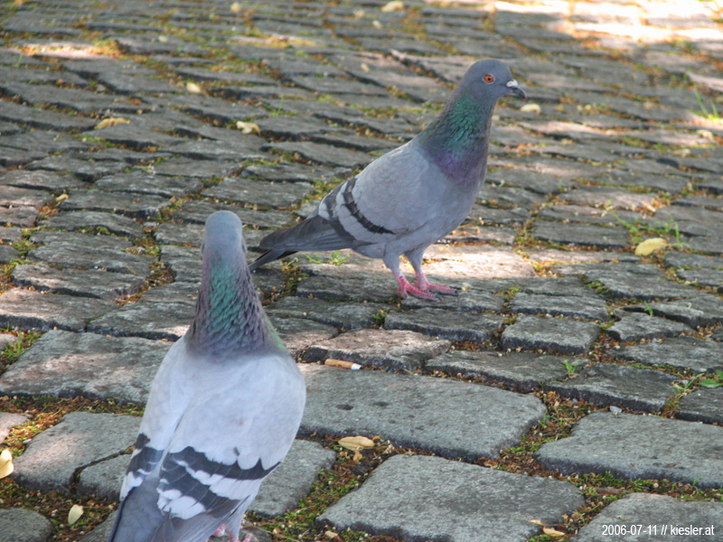 Pigeons