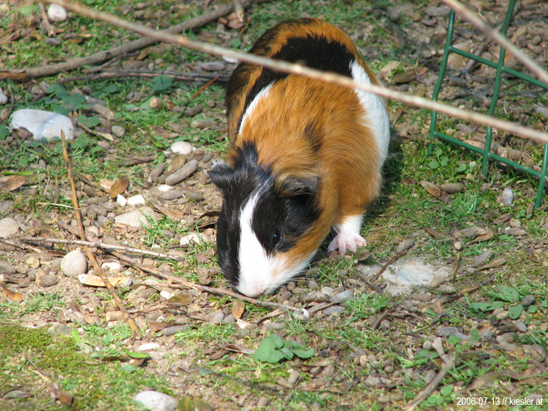 Cavy