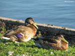 Two Ducks