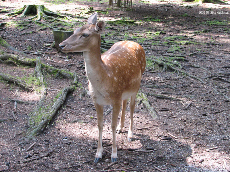 Deer 2