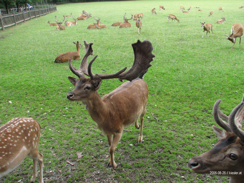 Deers