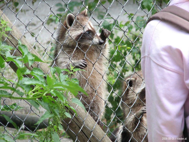 Racoon 1