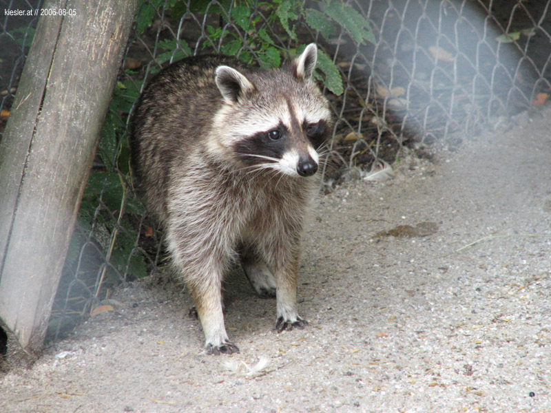 Racoon 2