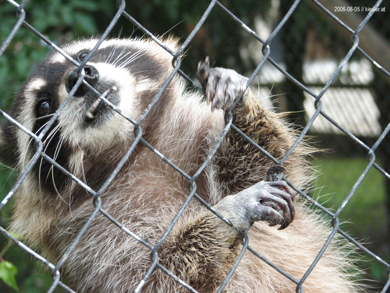 Racoon 3