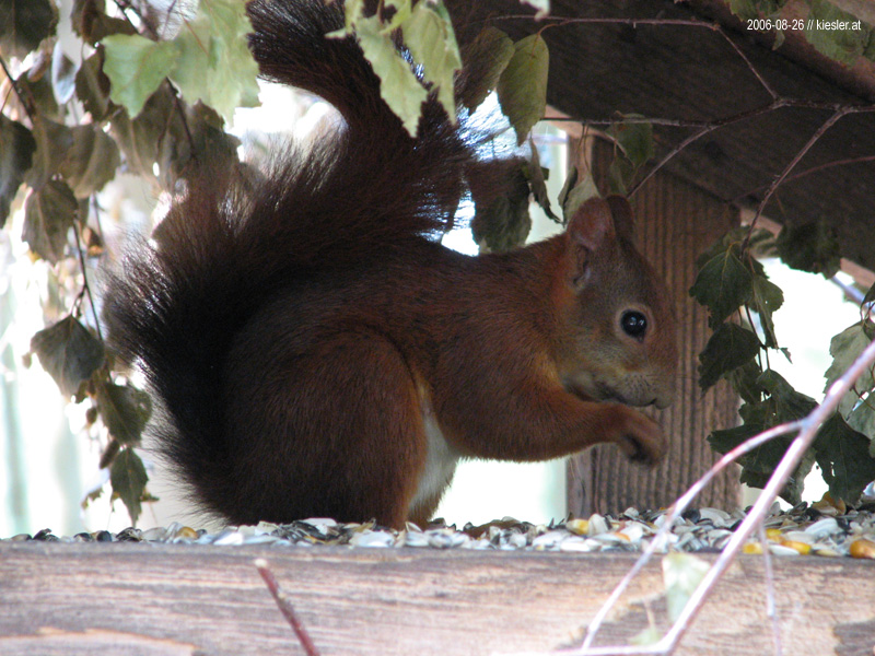 Squirrel