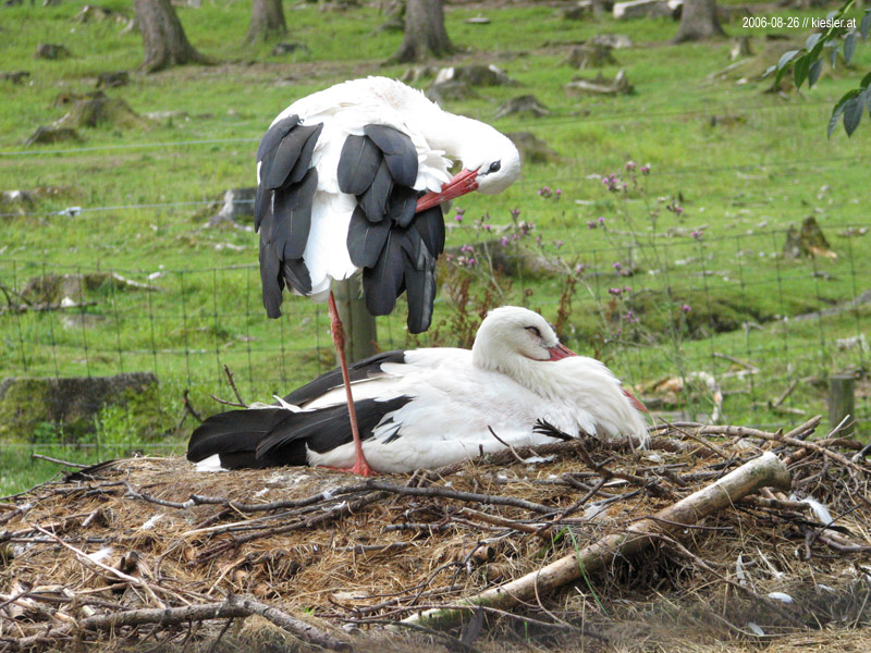 White Stork