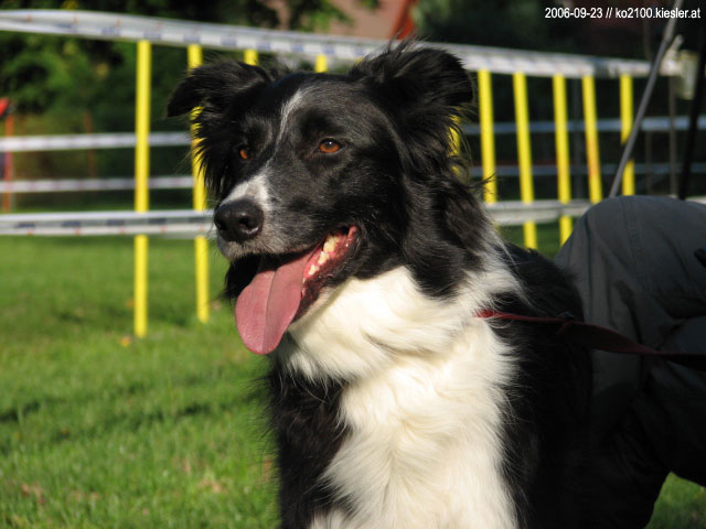 Border Collie