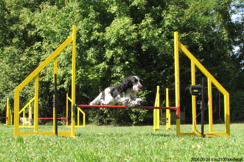jumping 5
