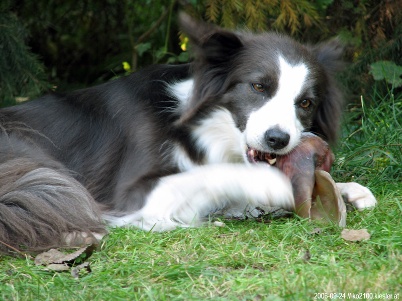 pig ear