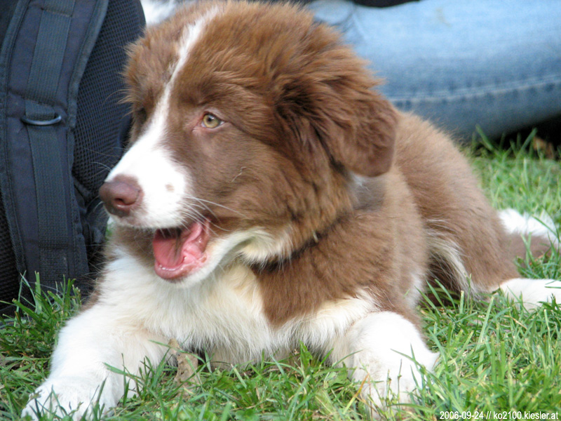 puppy