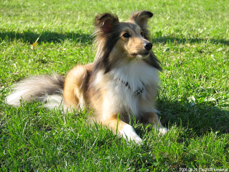 sheltie 2