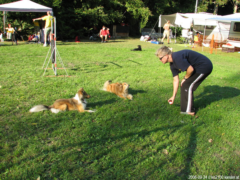 shelties