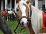 haflinger