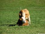 cows