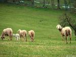 sheep