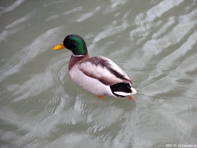 Duck