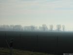 fog