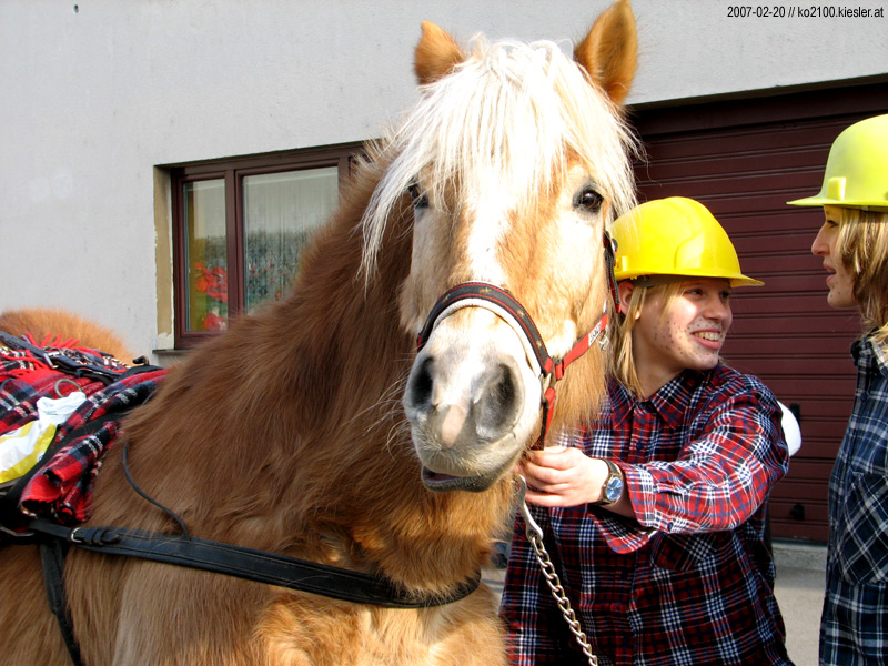 Mister Horse