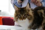 Maine Coon
