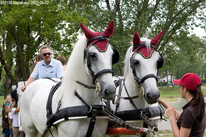 happy horses