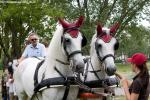 happy horses