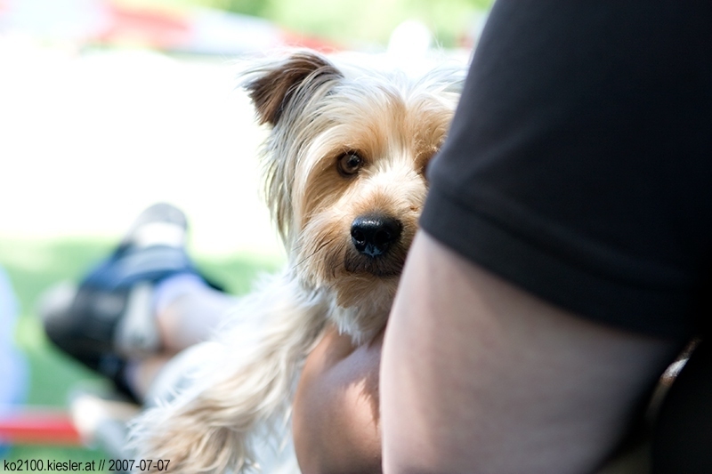dog 1