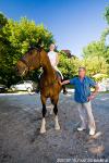 horse 2