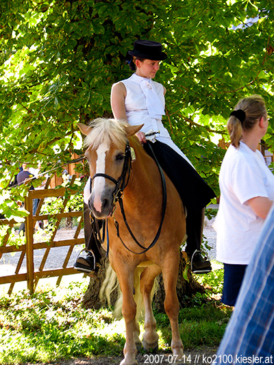 horse 3