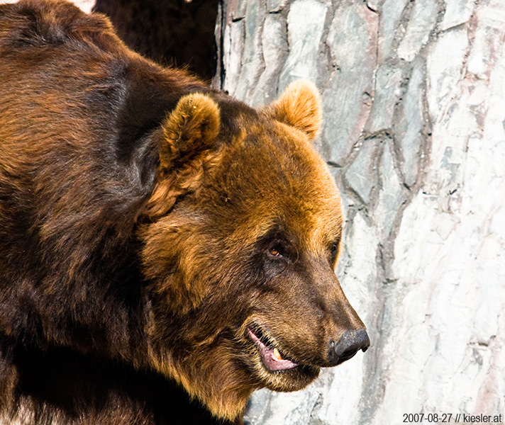 brown bear