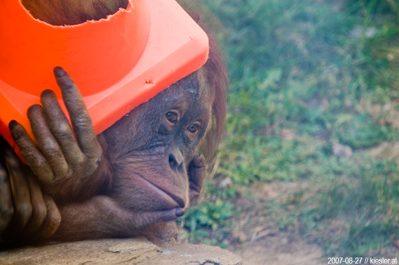 chimp