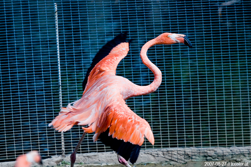 flamingo 4