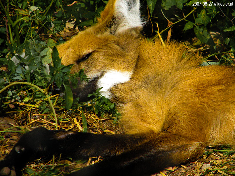 fox 1