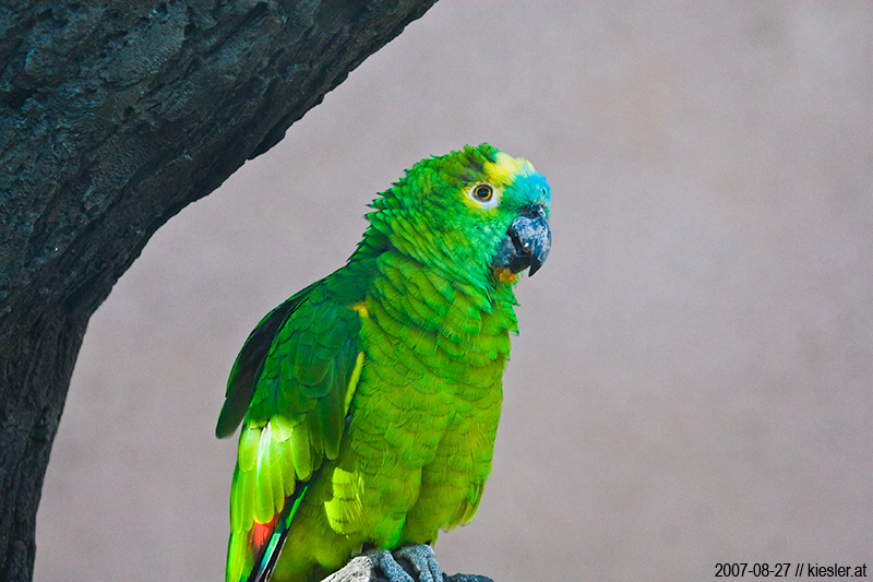 parrot 1